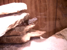 Peeping