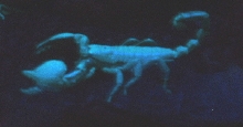 Emp Scorp  Black Light