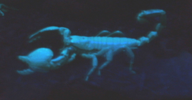 Emp Scorp  Black Light