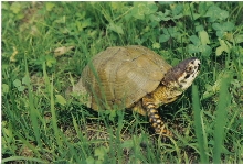Box Turtle - What Kind?