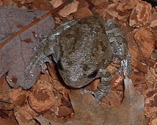 Eastern Gray