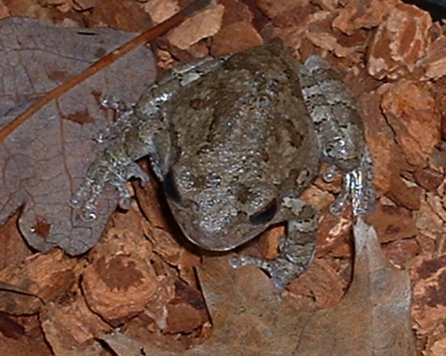 Eastern Gray
