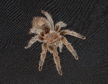 Chilean Rose Hair