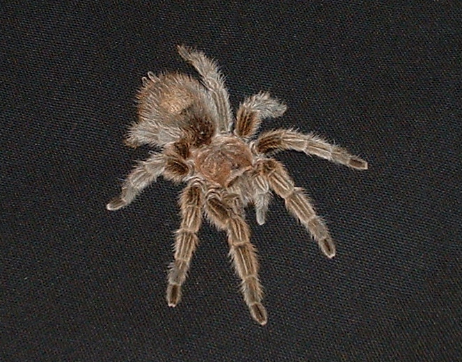 Chilean Rose Hair