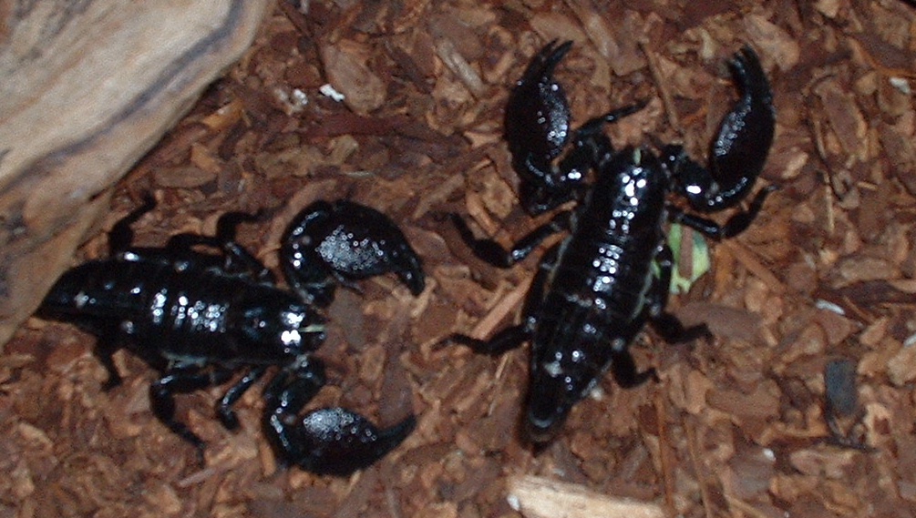 Emperor Scorpion Pair