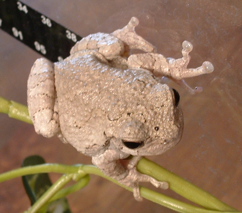 Eastern Gray  - male