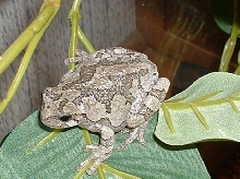 Eastern Gray