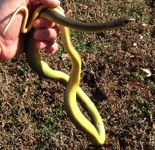 Yellow Bellied Racer