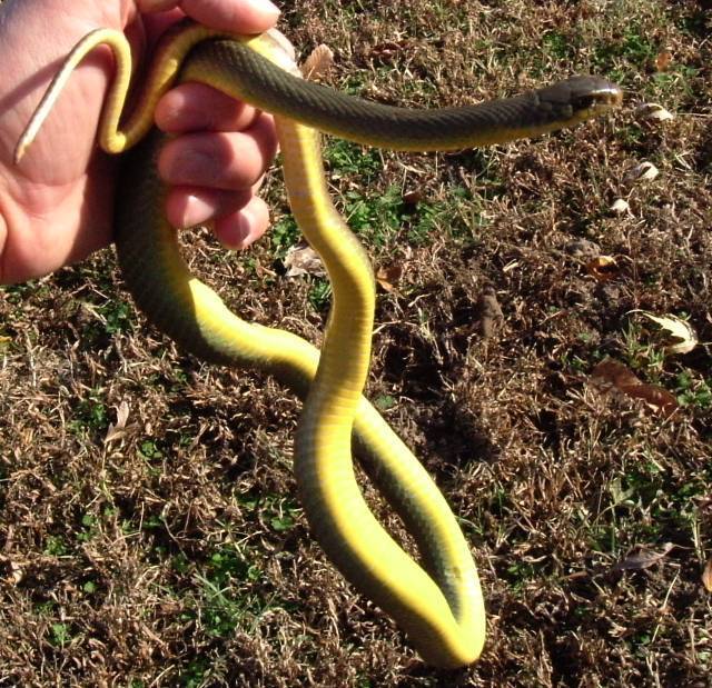 Yellow Bellied Racer