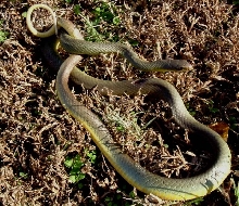 Yellow Bellied Racer
