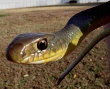Yellow Bellied Racer - Close Up