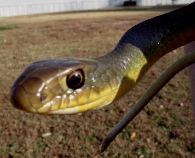 Yellow Bellied Racer - Close Up