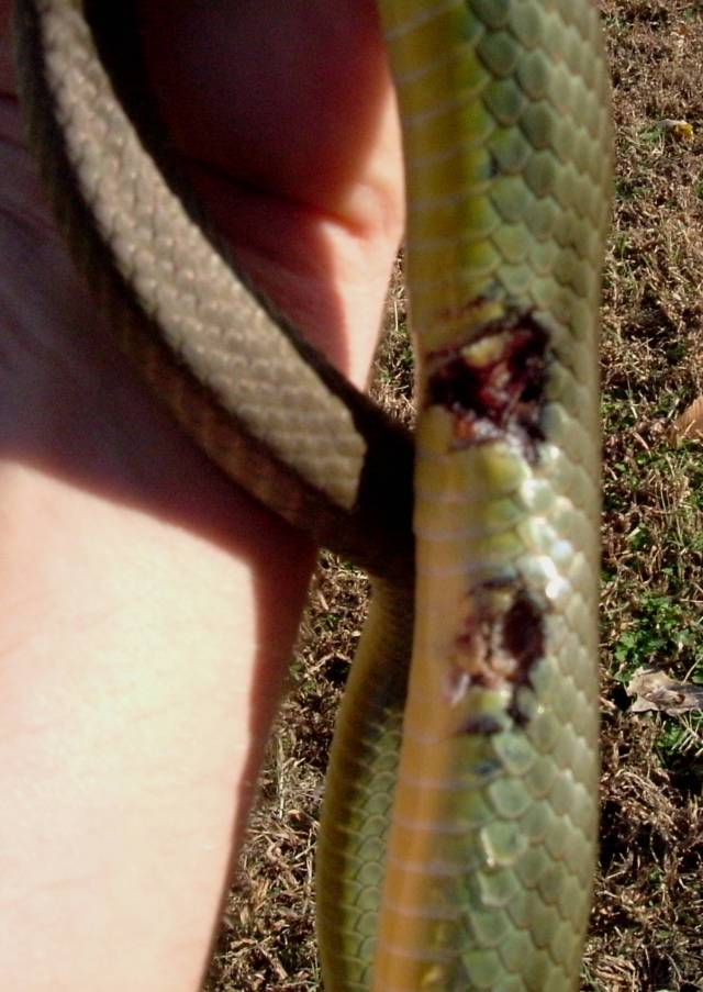 Yellow Bellied Racer - Wounded