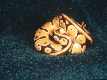 striped ball python
