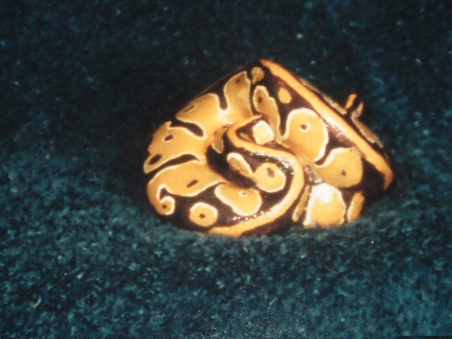 striped ball python