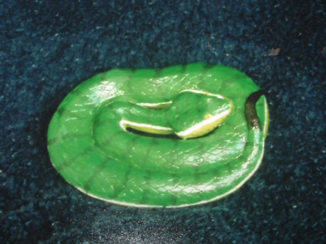 white lipped viper