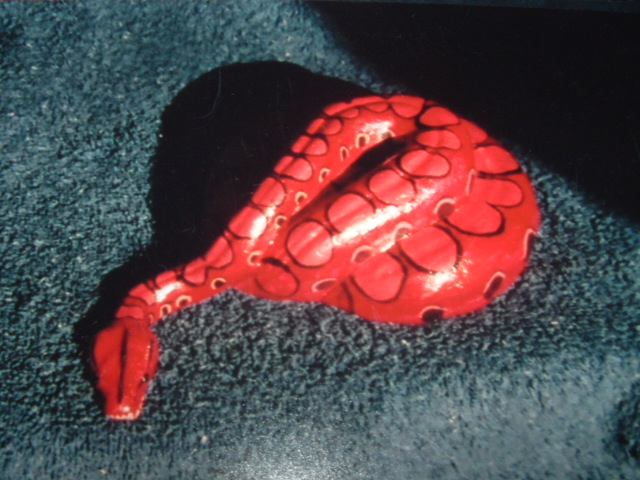 brazilian rainbow boa