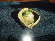 red eye tree frog