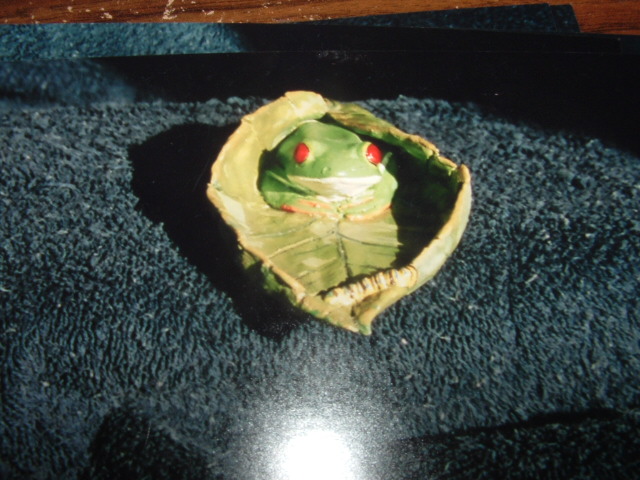 red eye tree frog