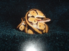 striped ball python