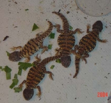 my uro geyri hatchlings!