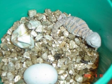they're hatching!!!