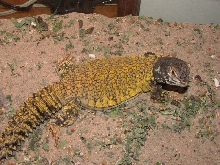 mali uromastyx