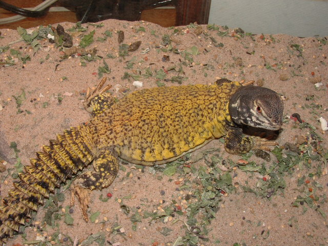 mali uromastyx