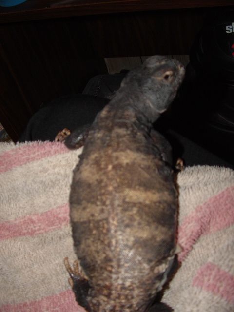 banded phase mali