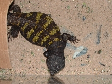 banded phase maliensis or flavifaciata?