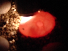 fertile uro egg