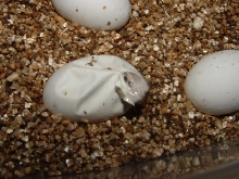 Saharan uros hatching