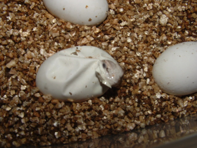 Saharan uros hatching
