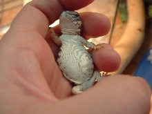 female? uro geyri