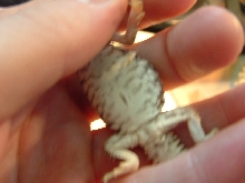male? uro geyri