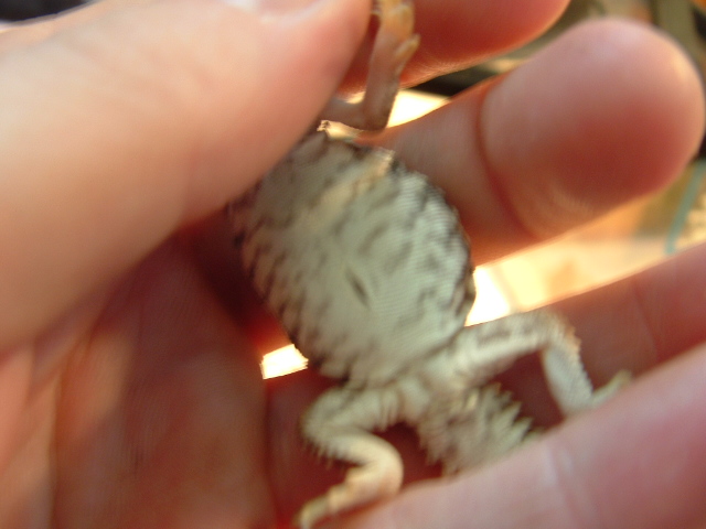 male? uro geyri