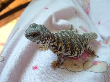 baby uro Geyri
