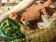 my uromastyx geyri
