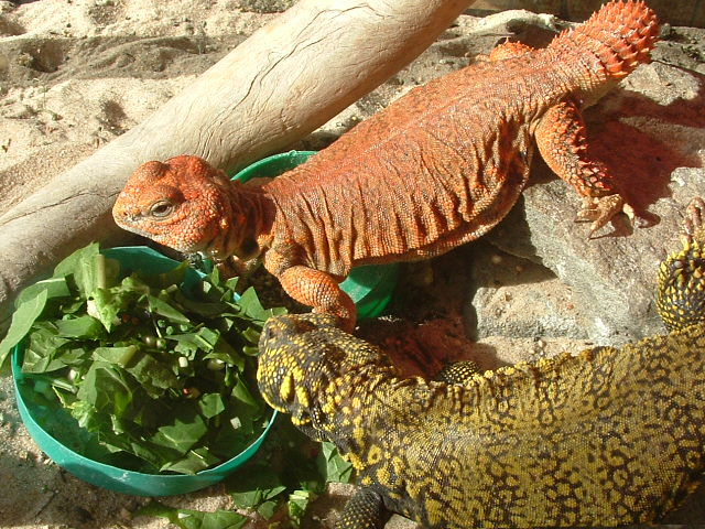 my uromastyx geyri