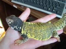 mali uromastyx