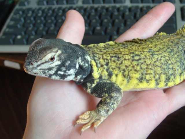 my new mali!
