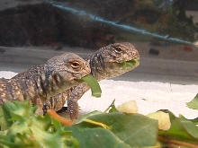 uro geyri babies!