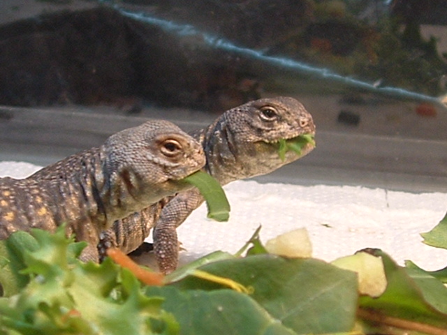 uro geyri babies!