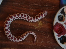 hognose