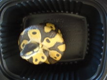 ball python