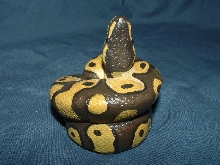 ball python