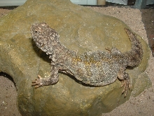 a Pic of my new uro friend! I know what sp this is..Do you?