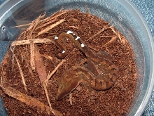 malaysian cat gecko