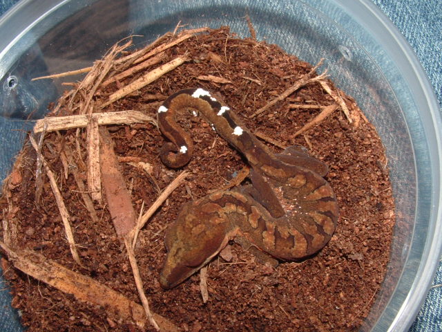 malaysian cat gecko