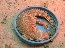 food dish/bed?